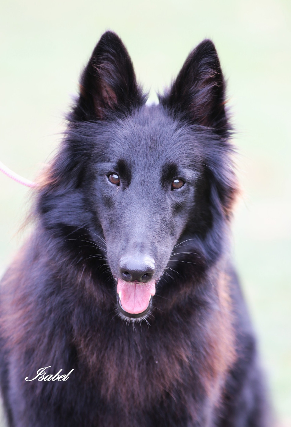 Vascara-ciel Du Joyeux Carrousel