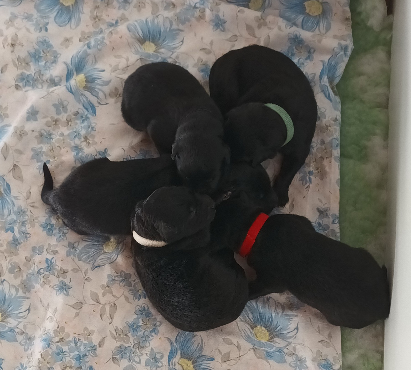 Shahmaran , les bébés sont nés le 19 mai 2026