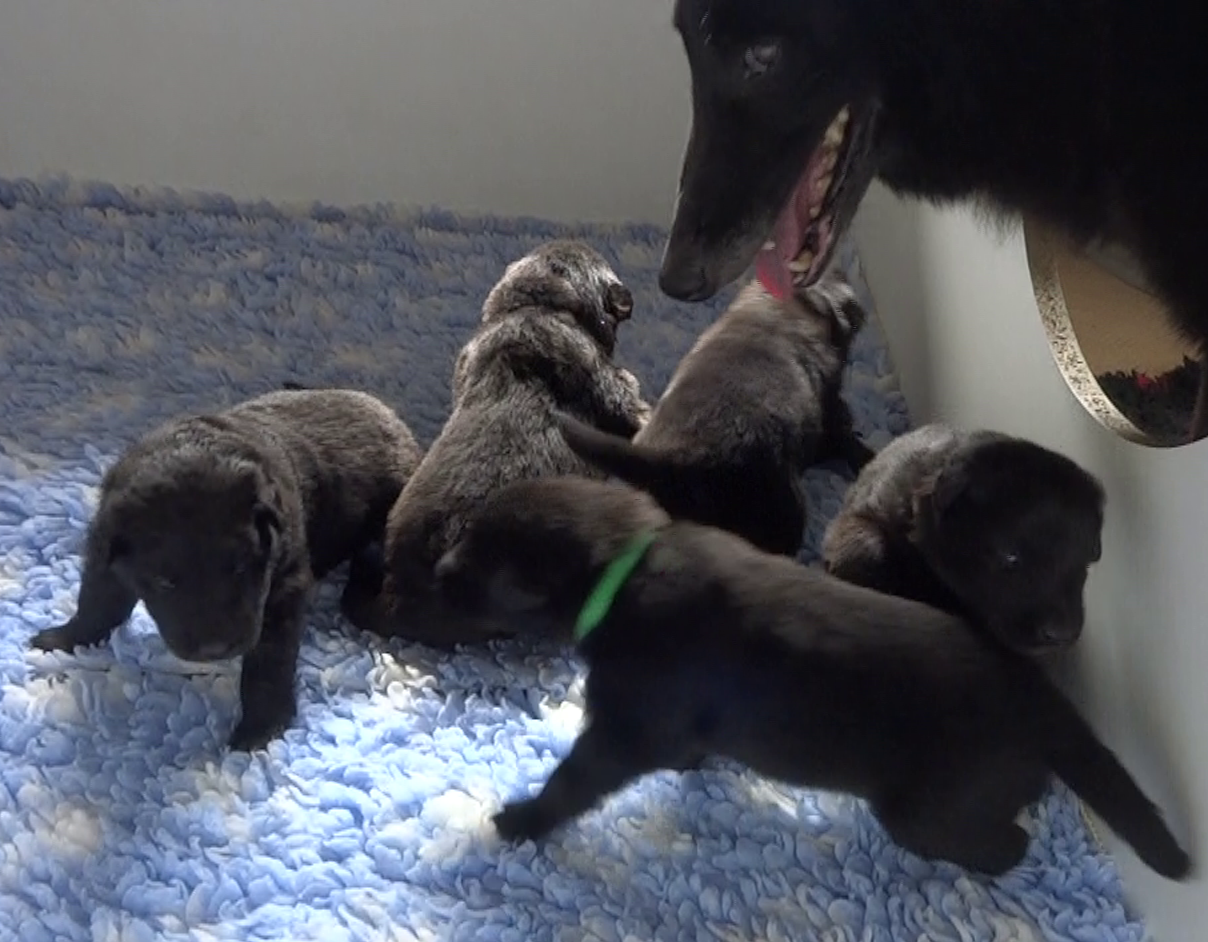 Shahmaran , les bébés sont nés le 19 mai 2026, une video dans l'onglet vidéo
