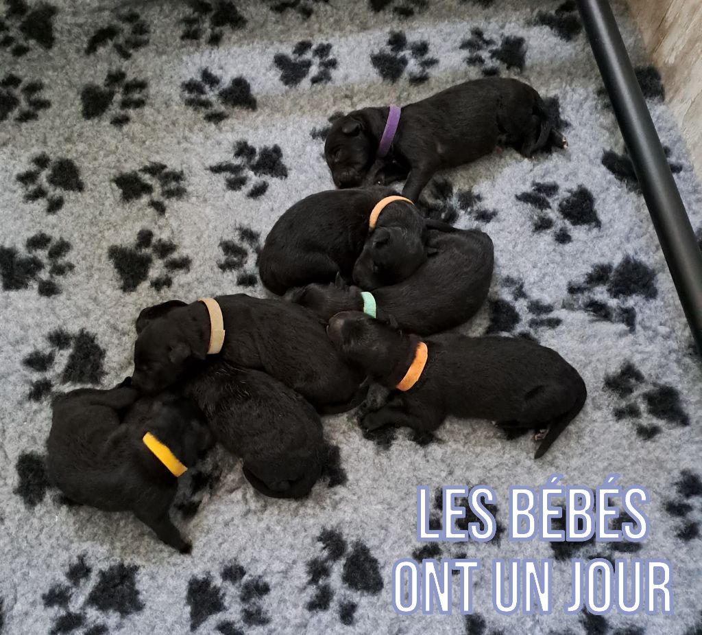 Des bébés pour début aout 2025