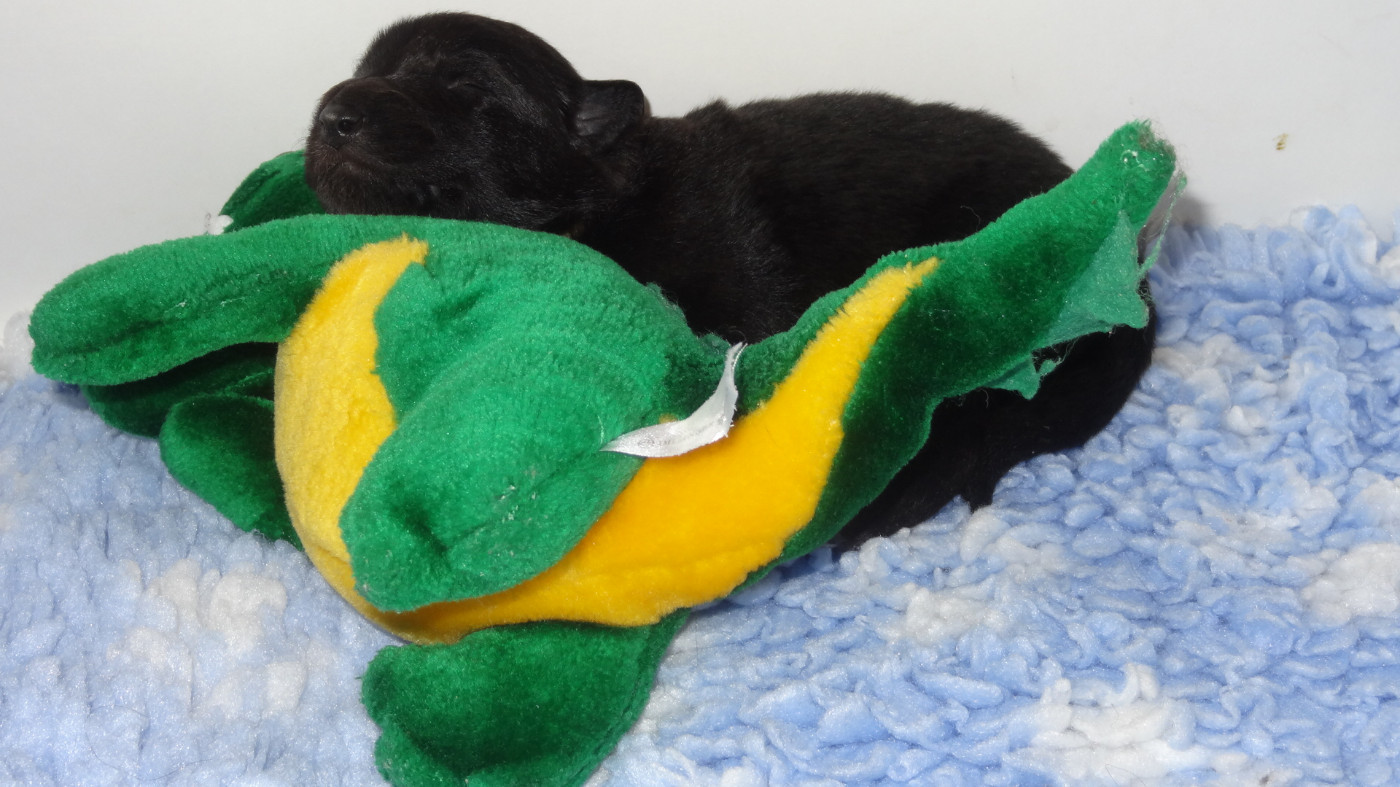 Du Joyeux Carrousel - Chiots disponibles - Berger Belge