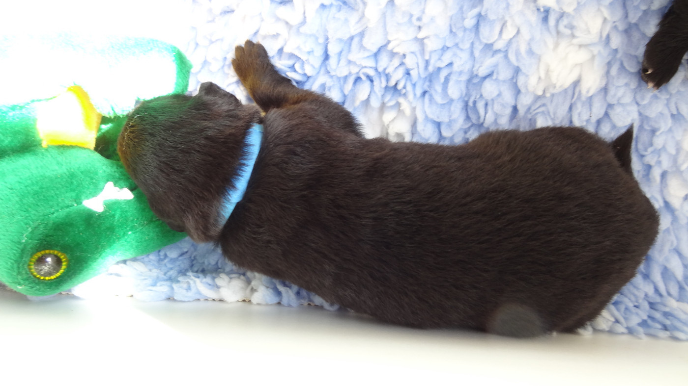 Du Joyeux Carrousel - Chiots disponibles - Berger Belge