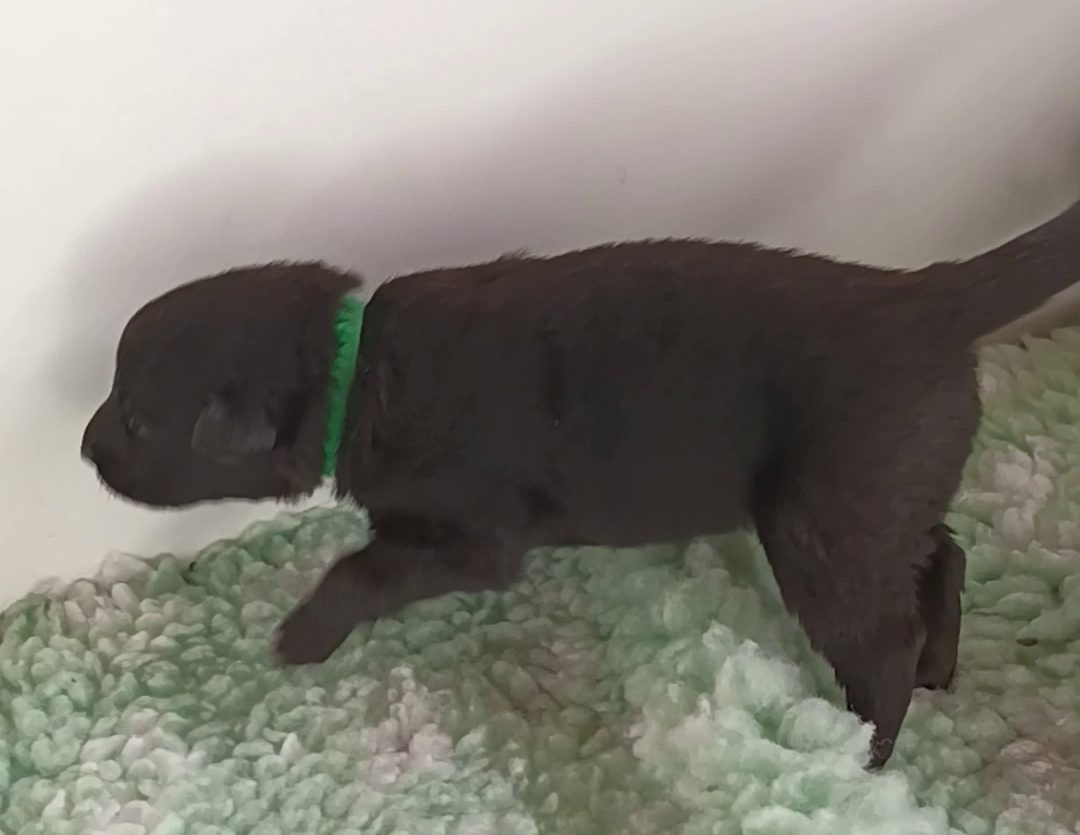 Du Joyeux Carrousel - Chiots disponibles - Berger Belge