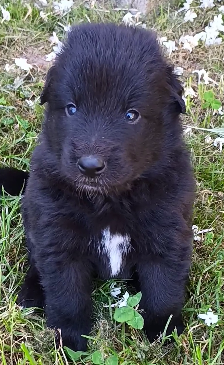 Du Joyeux Carrousel - Chiots disponibles - Berger Belge