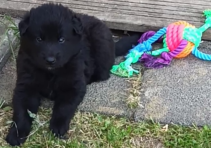 Du Joyeux Carrousel - Chiots disponibles - Berger Belge
