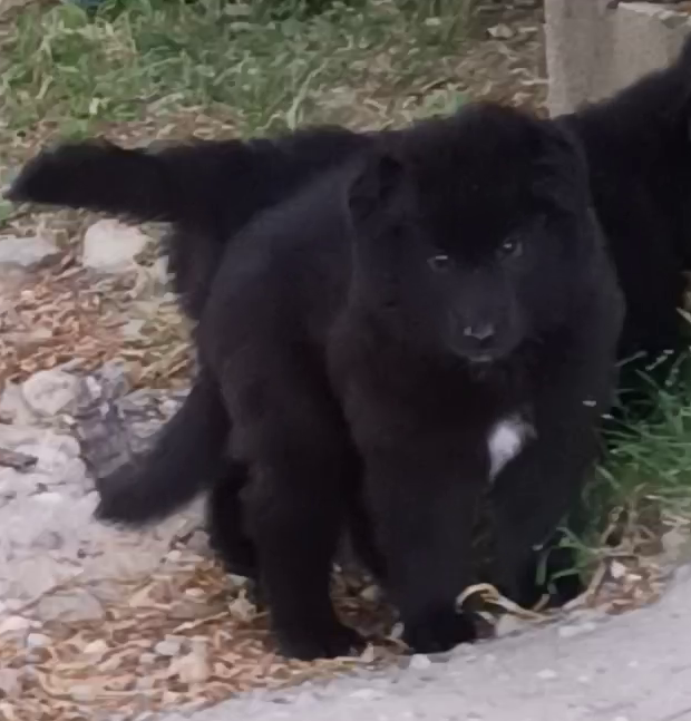 Du Joyeux Carrousel - Chiots disponibles - Berger Belge