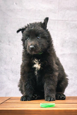CHIOT 6