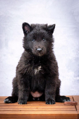 CHIOT 5