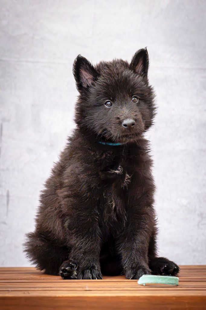 Du Joyeux Carrousel - Chiots disponibles - Berger Belge